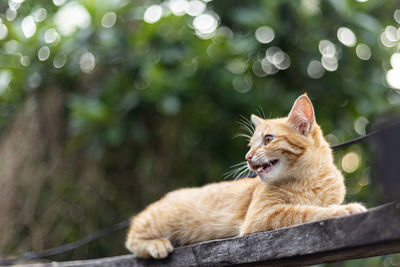 Close-up of cat