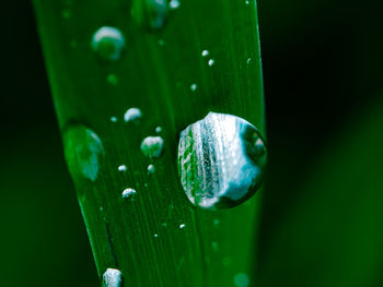 Close-up of water drops on glass of leaf