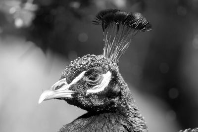 Close-up of a bird