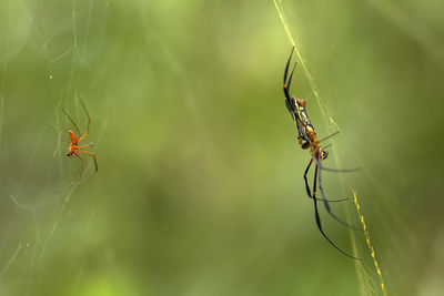 Close-up of spider on web