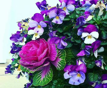 Close-up of purple flowering plants