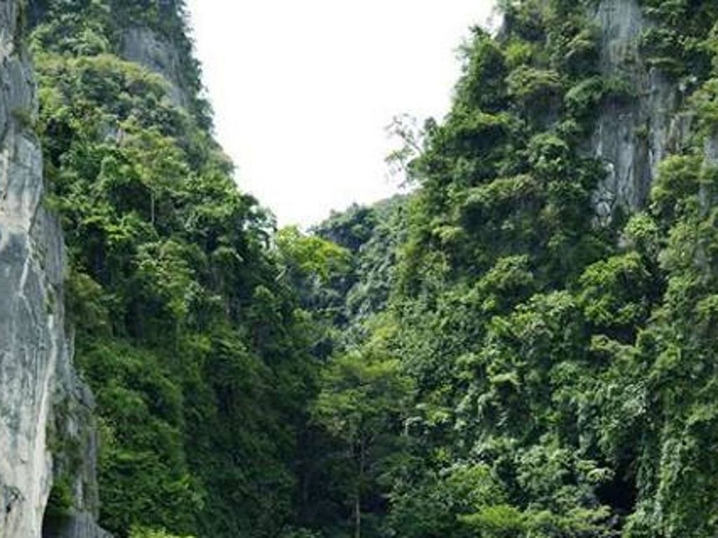 tree, growth, tranquility, forest, nature, green color, beauty in nature, low angle view, clear sky, tranquil scene, scenics, lush foliage, day, non-urban scene, green, outdoors, no people, idyllic, rock formation, tree trunk