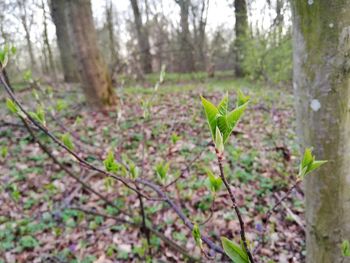 Plants growing on land in forest