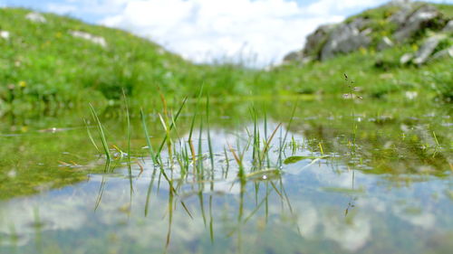 Reflection of plants in lake