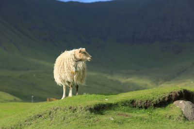 Sheep standing on grassy field