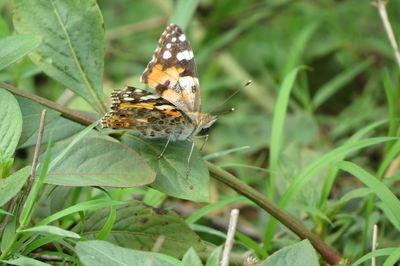 Close-up of butterfly on leaf