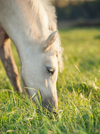 Horses grazing on grassy field