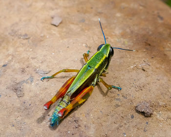 High angle view of grasshopper on land