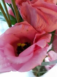 Close-up of pink rose flower