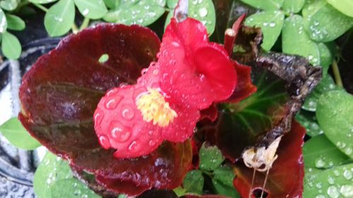 Close-up of water drops on red flower