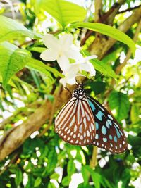 Close-up of butterfly pollinating flower