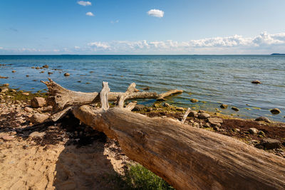 Driftwood on beach against sky