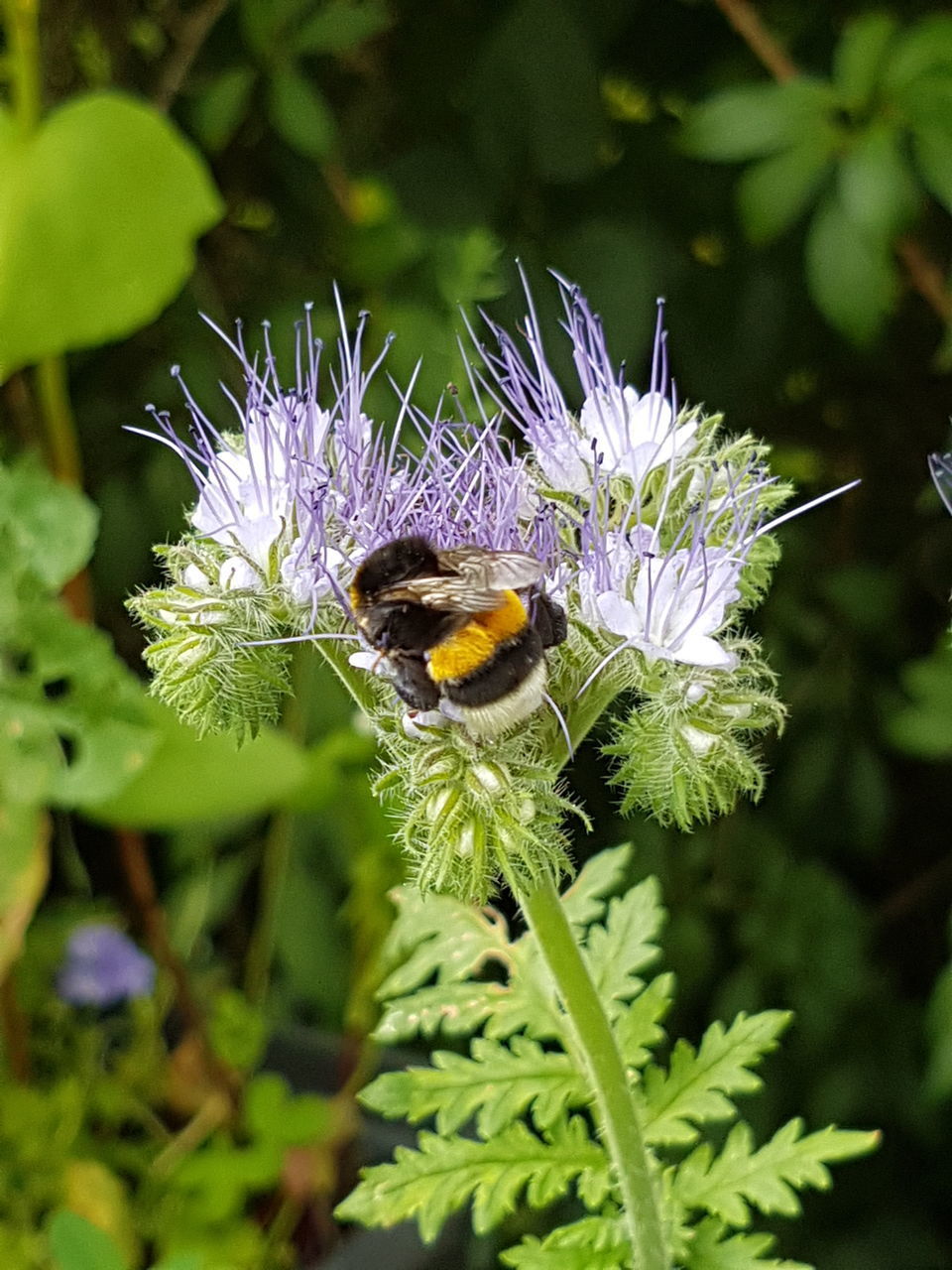 CLOSE-UP OF BEE ON FLOWER