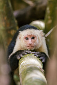 Portrait of monkey