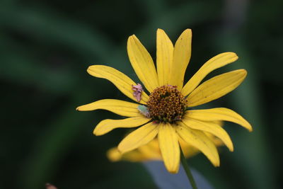 Close-up of yellow flower