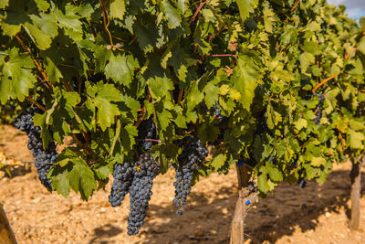 Grapes in vineyard