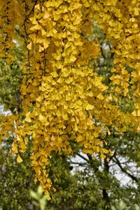 Close-up of yellow autumn tree