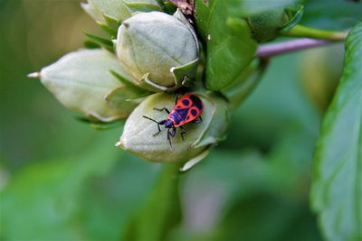 Close-up of insect on flower