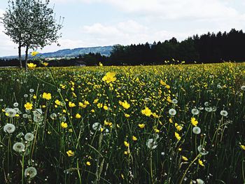 Full frame shot of yellow flowers in field