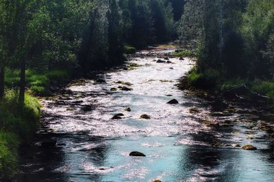 Stream flowing amidst trees in forest