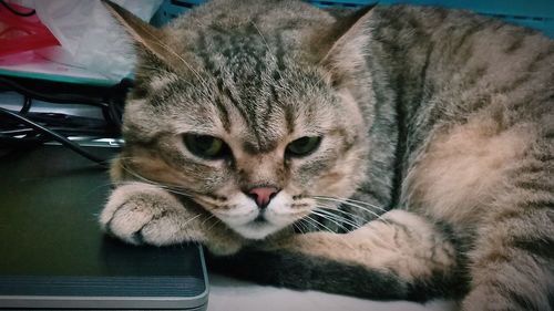 Close-up portrait of a cat resting