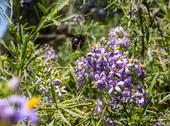 Close-up of bee pollinating on purple flower