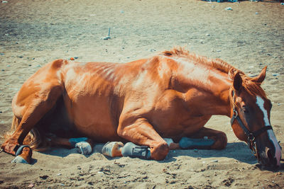 Horses on the beach