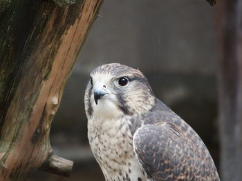 Close-up of falcon on tree trunk