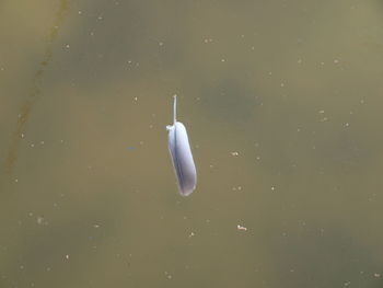 High angle view of duck in lake