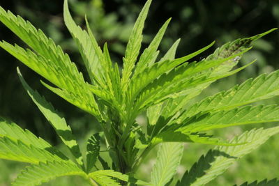 Close-up of fresh green plant