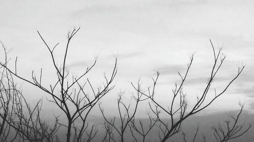 Close-up of grass against sky