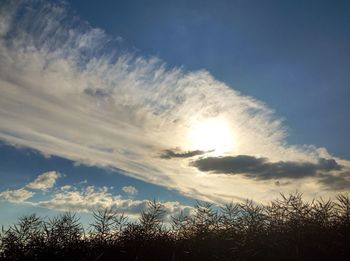 Low angle view of trees against sky