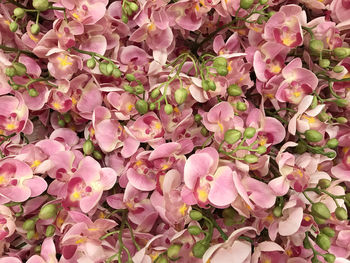 Close-up of pink flowering plants