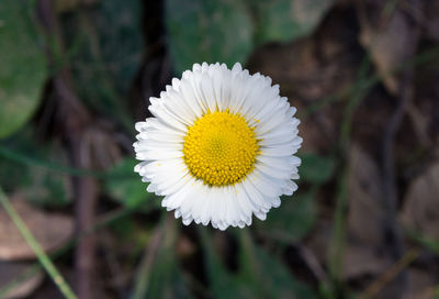 Close-up of white flower blooming outdoors