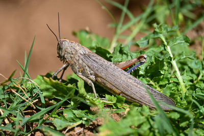 Close-up of grasshopper on grass