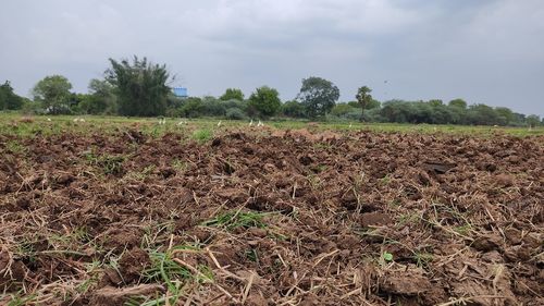 Scenic view of field against sky