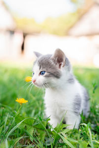 Close-up of a cat looking away