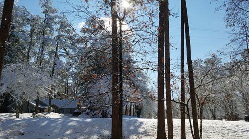 Bare trees on snow covered landscape against sky