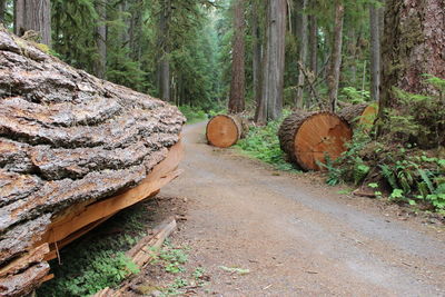 Trees in forest