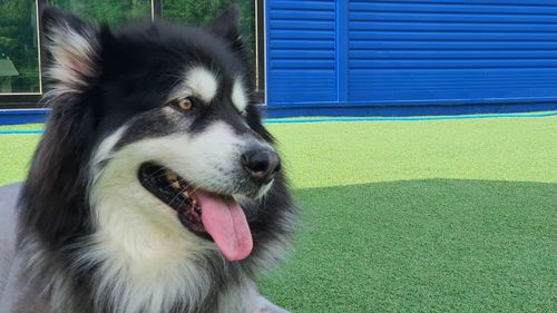 Close-up of dog looking away