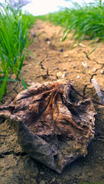 Close-up of leaf