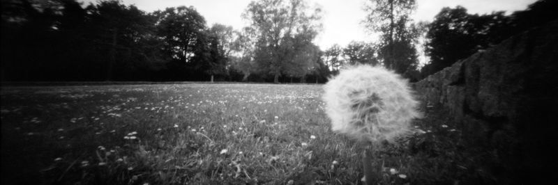 View of dog on field against trees