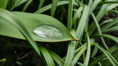 Close-up of insect on plant