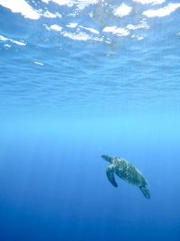 High angle view of turtle swimming in sea