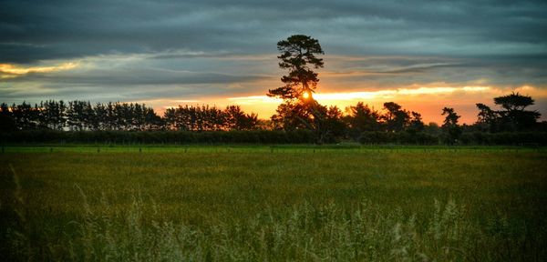 Scenic view of grassy field against sky at sunset