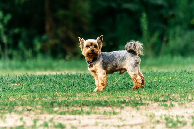 Little dog on green grass in summer