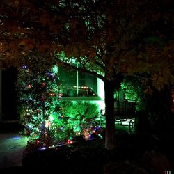 Illuminated plants at night