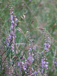 Close-up of purple flowering plants on field