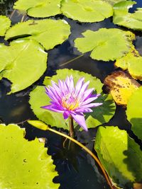 Lotus water lily in pond