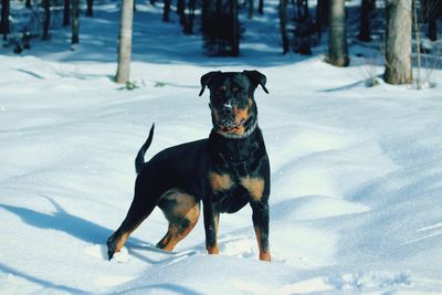 Dog standing on snow covered land